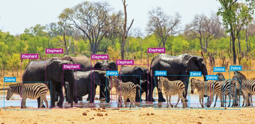 Image annotation use case of wildlife conservation