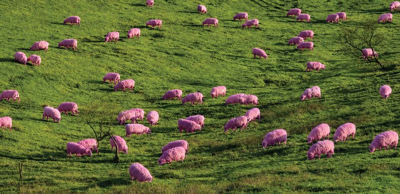 Use case of image annotation in livestock management