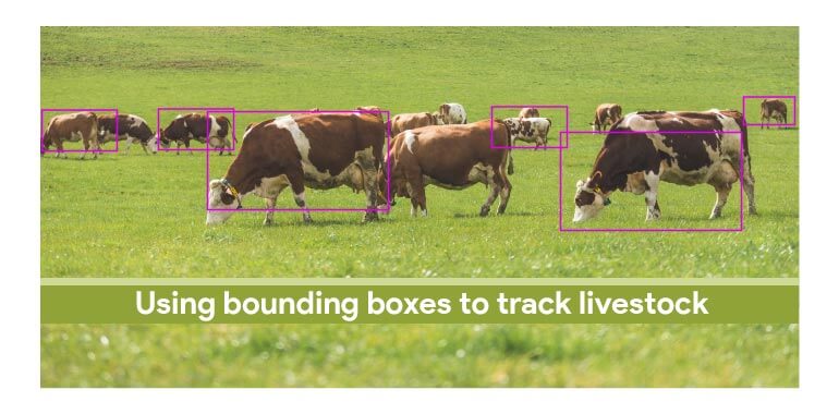 Image annotation use case of Livestock Management